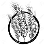 14460810-doodle-style-sheaf-of-wheat-illustration-in-vector-format